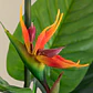 Planta artificial decorativa 150 cm Ave del Paraíso Elma - Miniatura 3