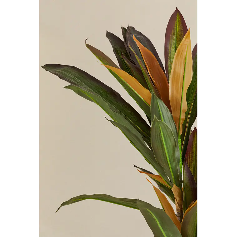 Planta artificial decorativa Dracaena Halma 4