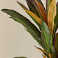 Planta artificial decorativa Dracaena Halma - Miniatura 4