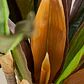 Planta artificial decorativa Dracaena Halma - Miniatura 5