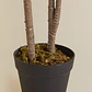 Planta artificial decorativa Dracaena Halma - Miniatura 6