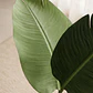 Planta artificial decorativa Strelitzia Iria - Miniatura 3