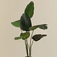 Planta artificial decorativa Strelitzia Iria - Miniatura 4