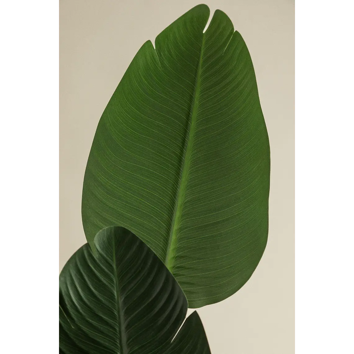 Planta artificial decorativa Strelitzia Iria 5