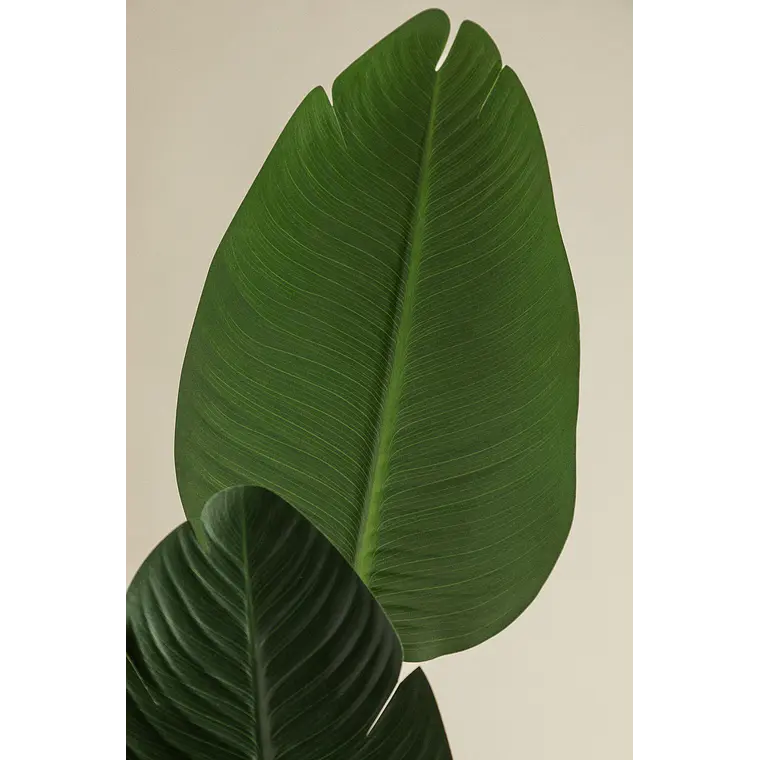 Planta artificial decorativa Strelitzia Iria 5