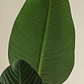 Planta artificial decorativa Strelitzia Iria - Miniatura 5