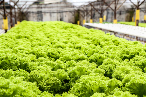 LECHUGA HIDROPONICA