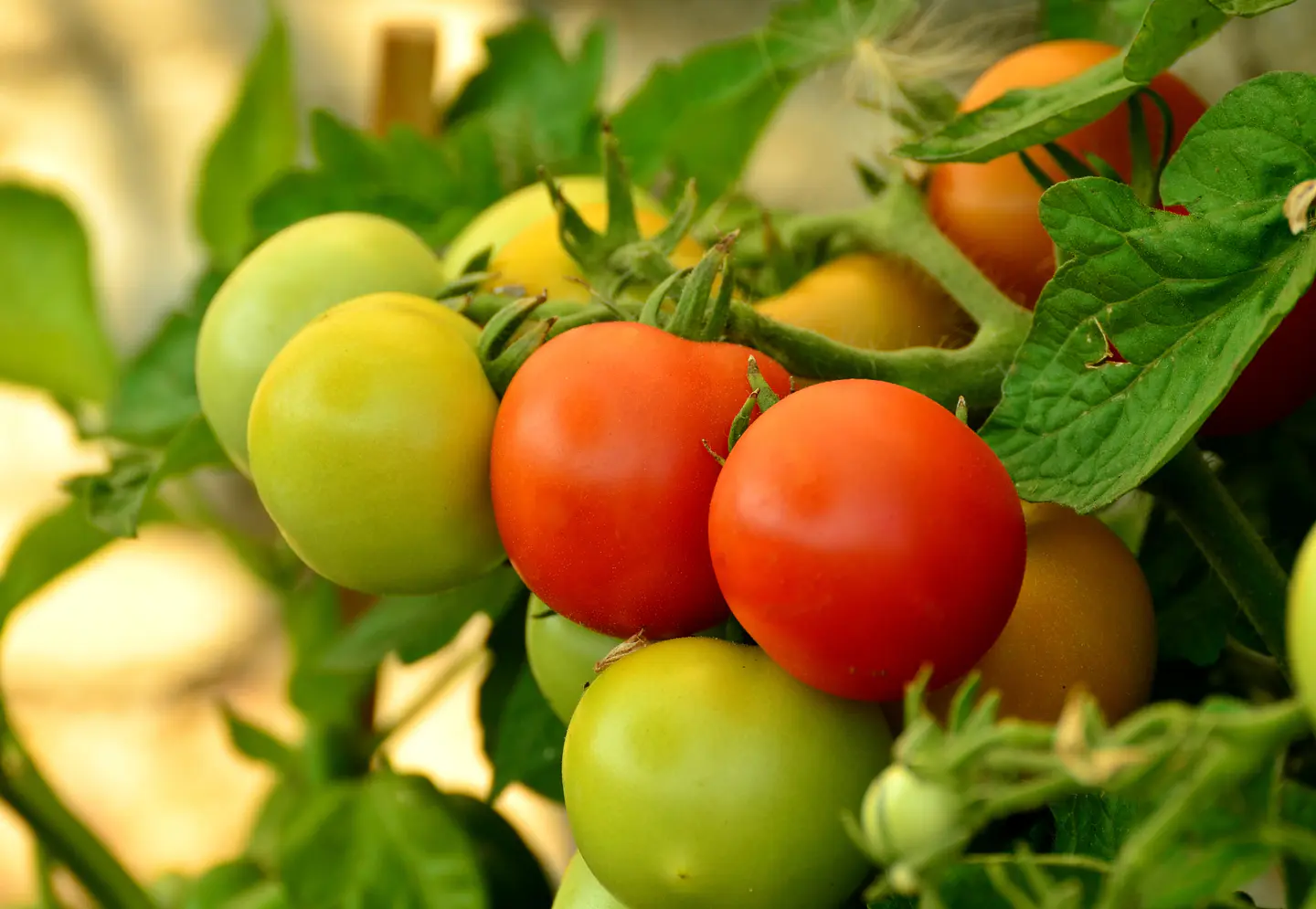 TOMATE GRANEL KG 1