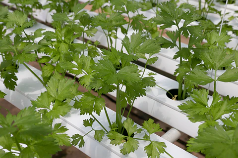 CILANTRO PAQUETE 