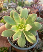 Aeonium Kiwi - Miniatura 1