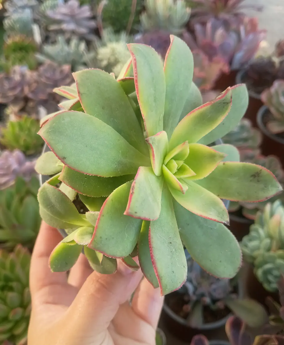 Aeonium Kiwi 2