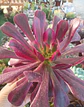 Aeonium Medusa  - Miniatura 1