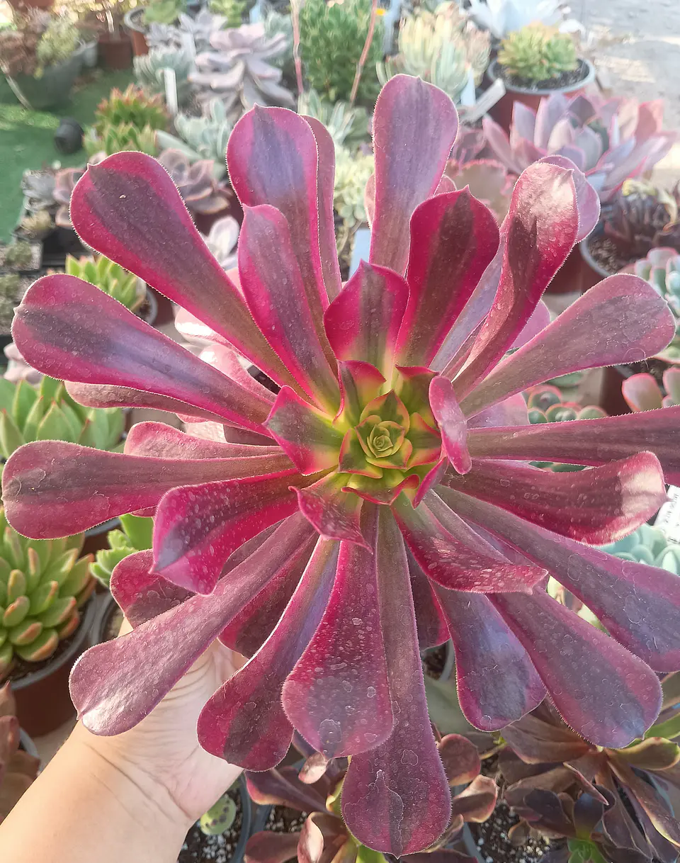 Aeonium Medusa  2