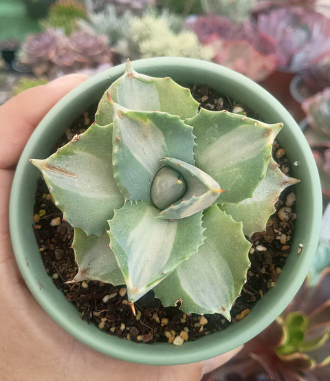 Agave Potatorum