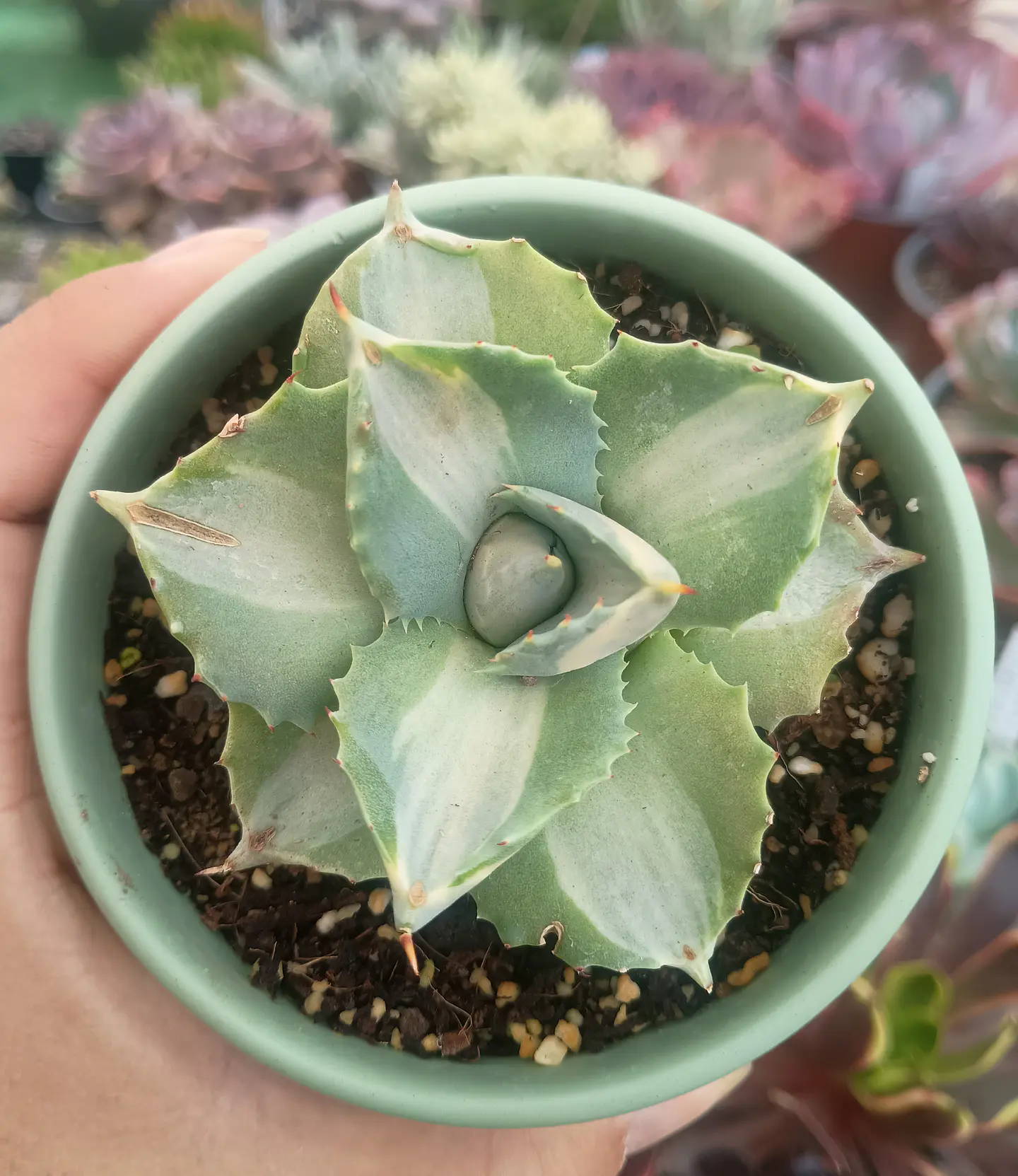 Agave Potatorum 1