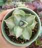 Agave Potatorum - Miniatura 1