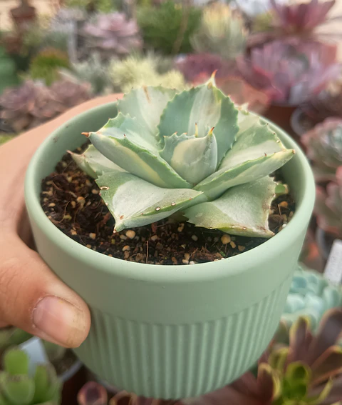 Agave Potatorum