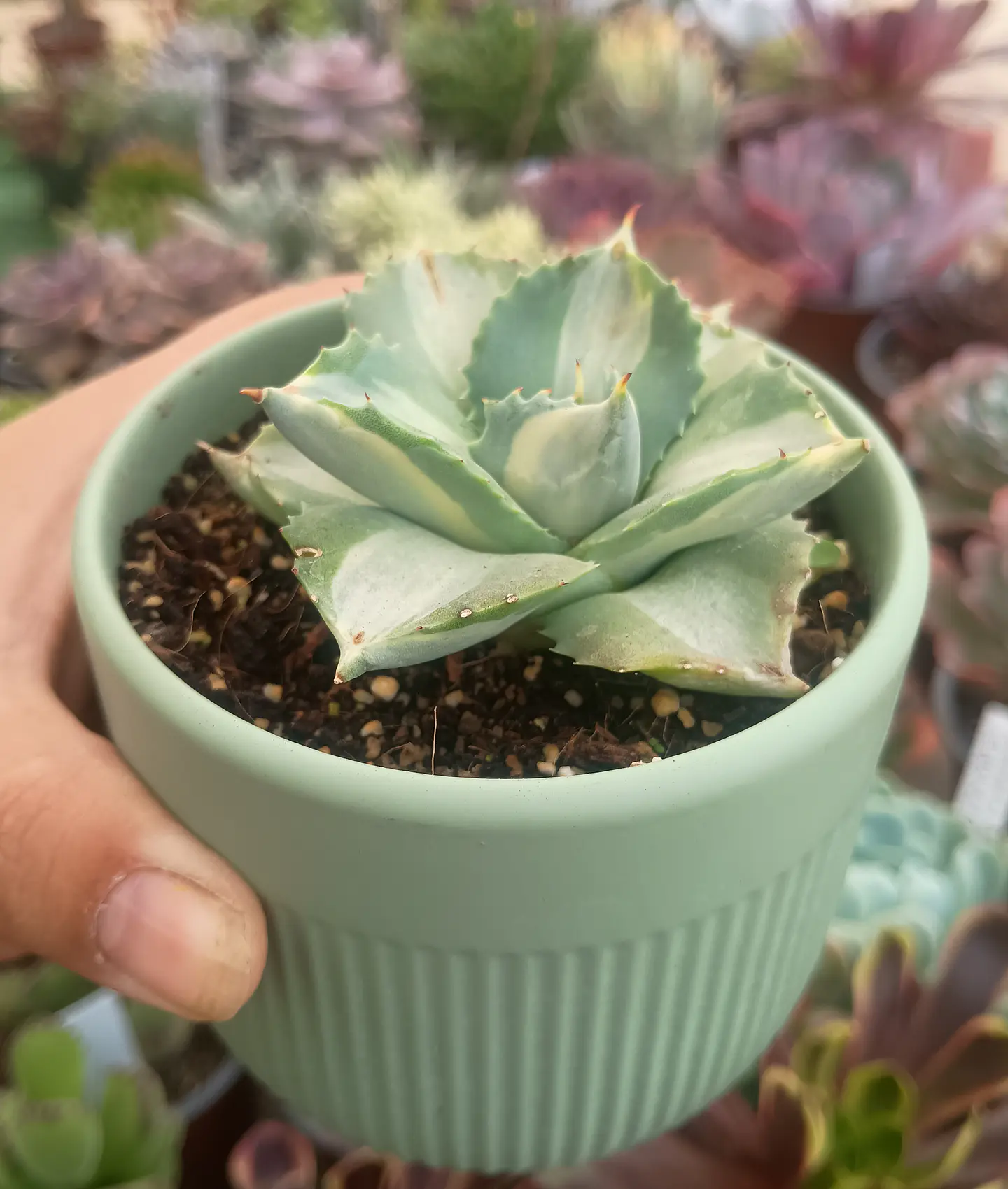 Agave Potatorum 2