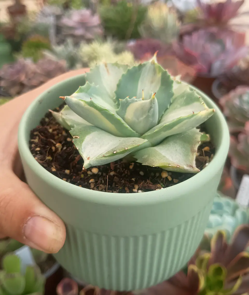 Agave Potatorum 2