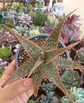 Aloe Lavender - Miniatura 1