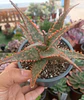 Aloe Lavender - Miniatura 2