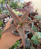Aloe Stingray - Miniatura 1