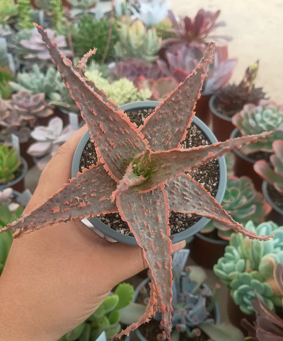 Aloe Stingray 1