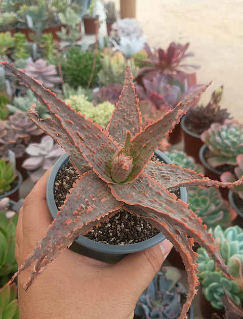 Aloe Stingray