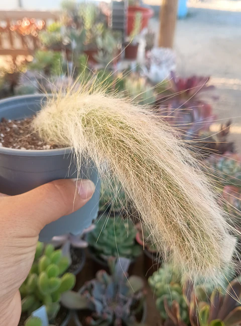 Cactus Cola de mononis 
