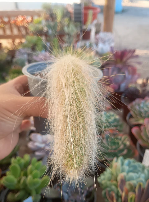 Cactus Cola de mononis 