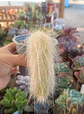 Cactus Cola de mononis  - Miniatura 2