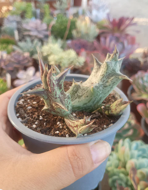 Caralluma Hesperidum