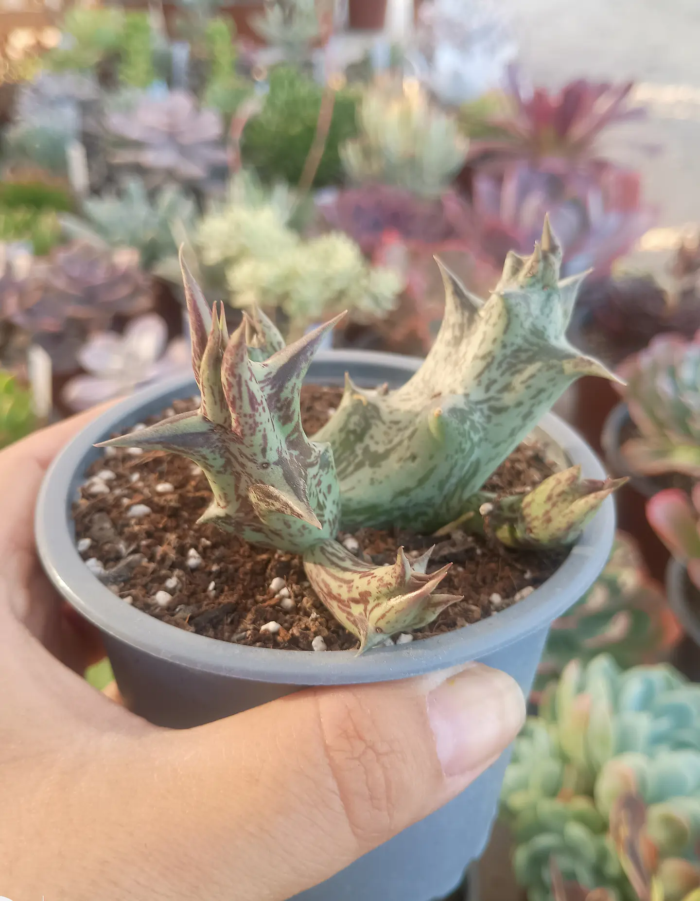 Caralluma Hesperidum 1