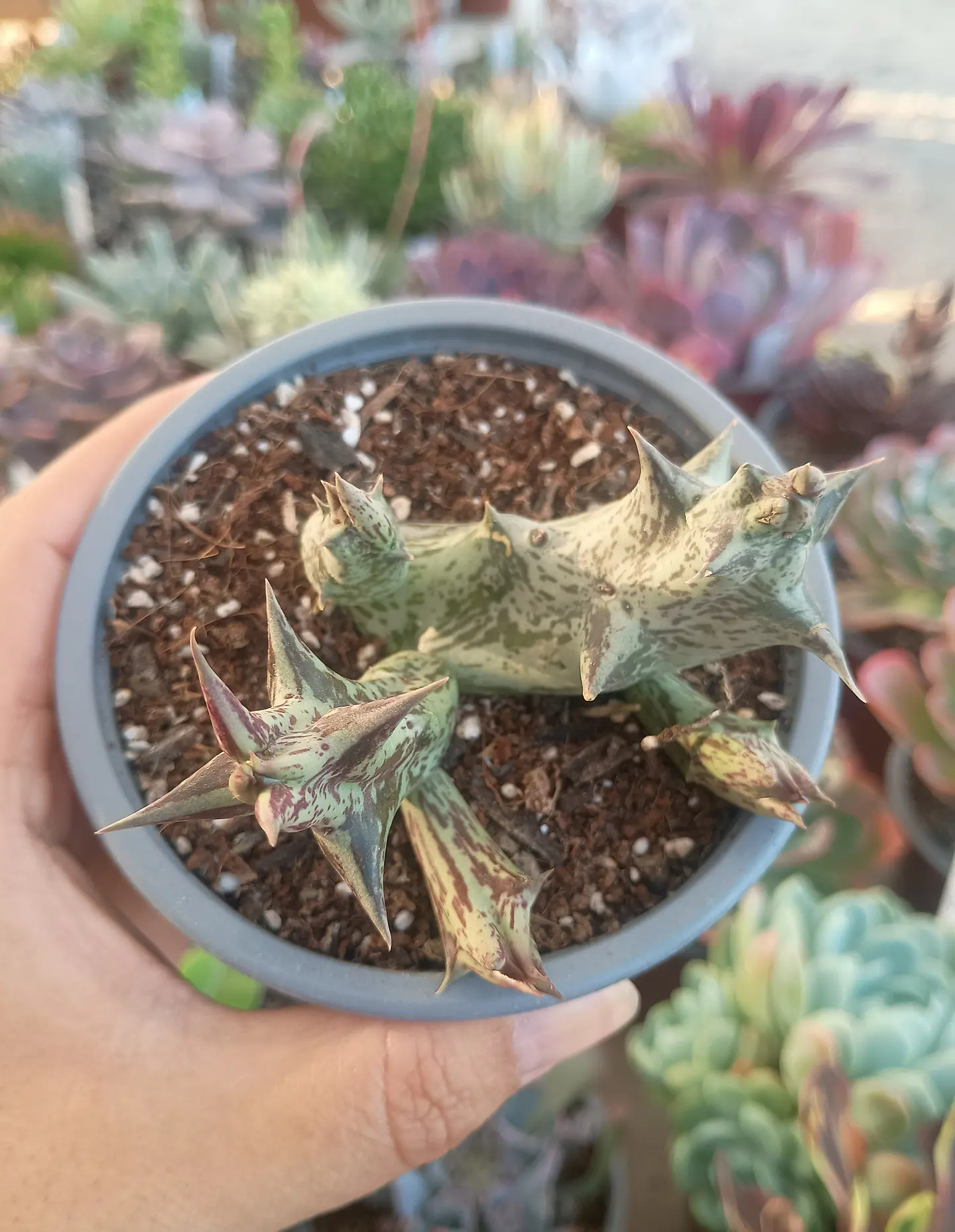 Caralluma Hesperidum 2