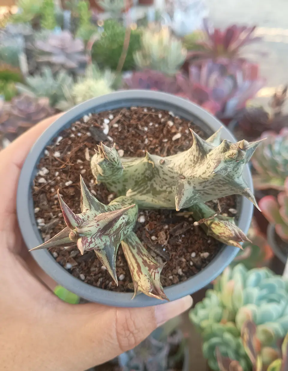 Caralluma Hesperidum 2
