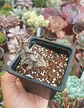 Caralluma Hesperidum - Miniatura 1