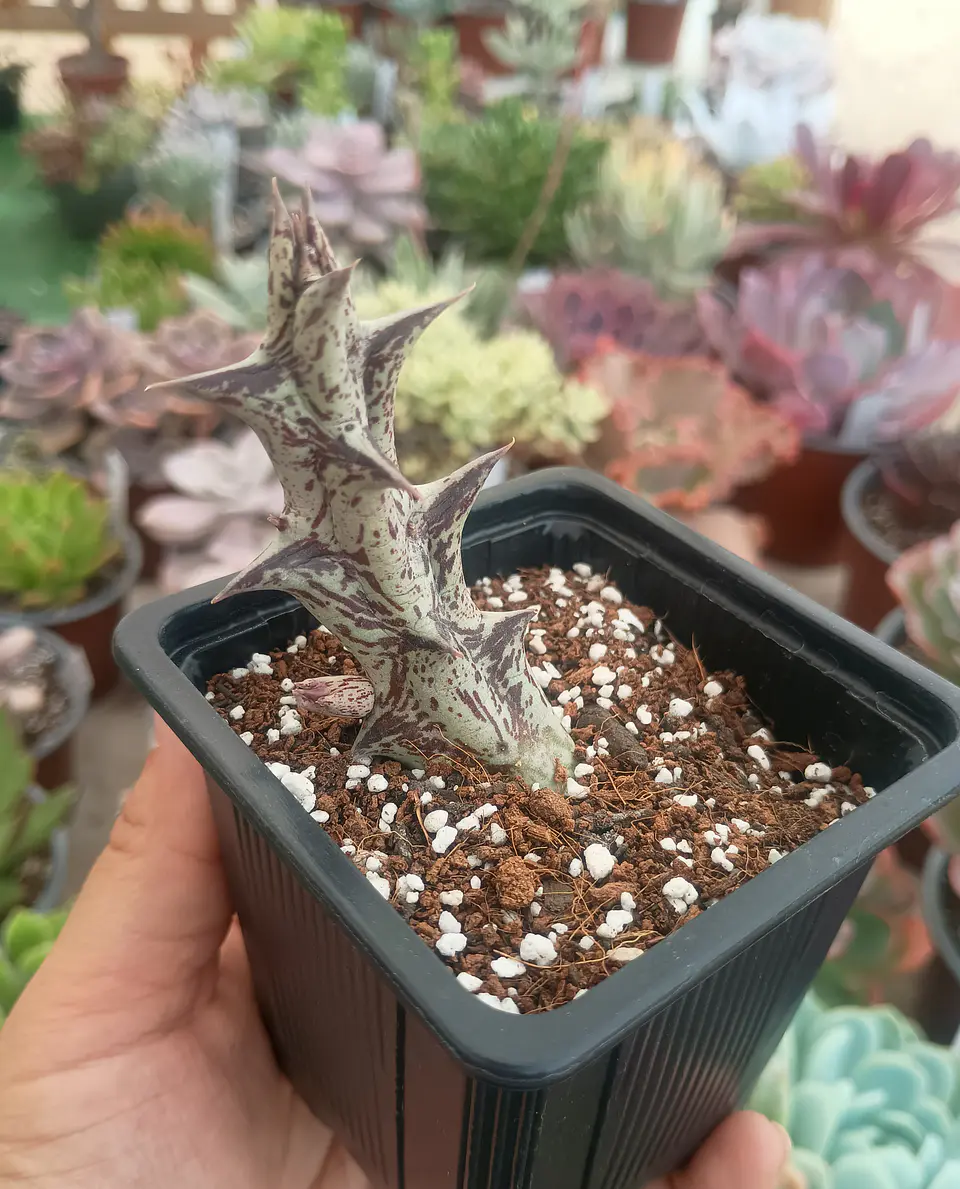 Caralluma Hesperidum 2