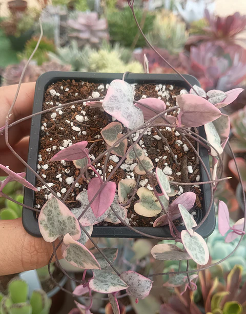 Ceropegia Woodii Variegada