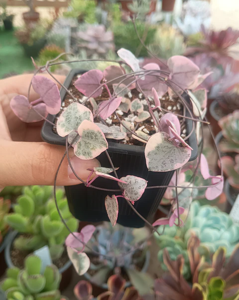 Ceropegia Woodii Variegada