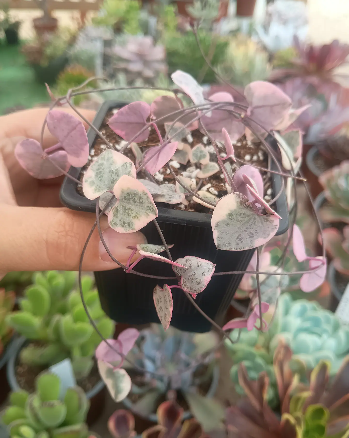 Ceropegia Woodii Variegada 2