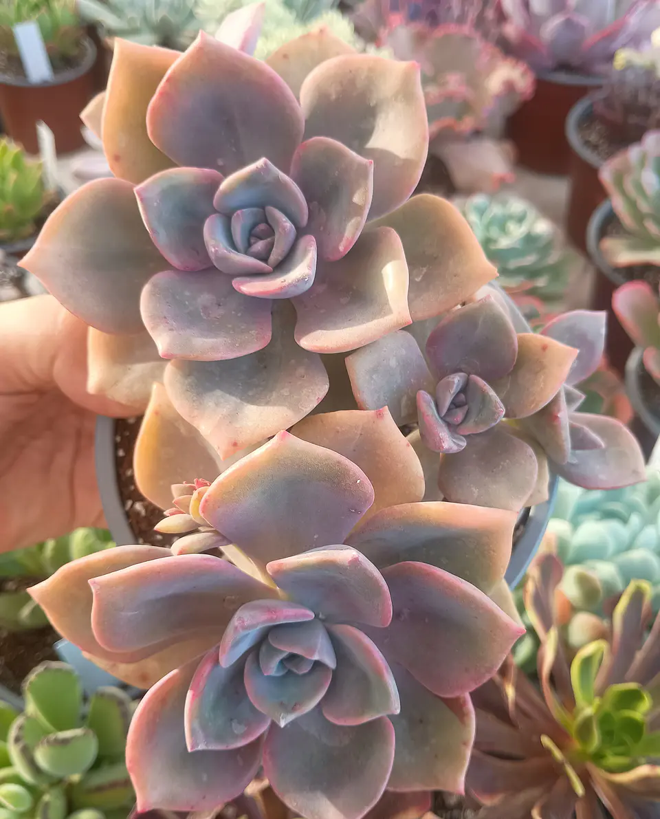 Graptoveria Mr Richard 1