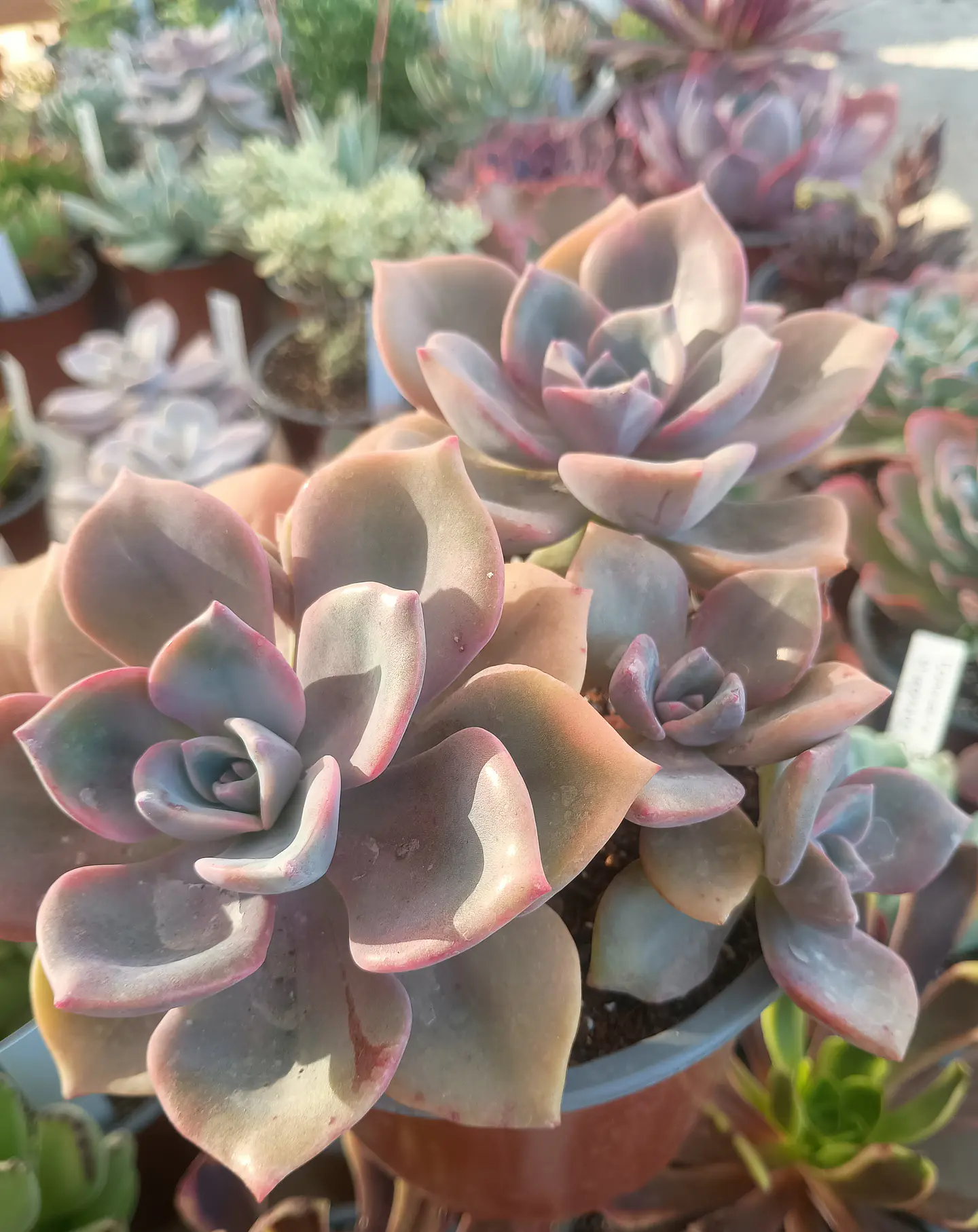Graptoveria Mr Richard 2
