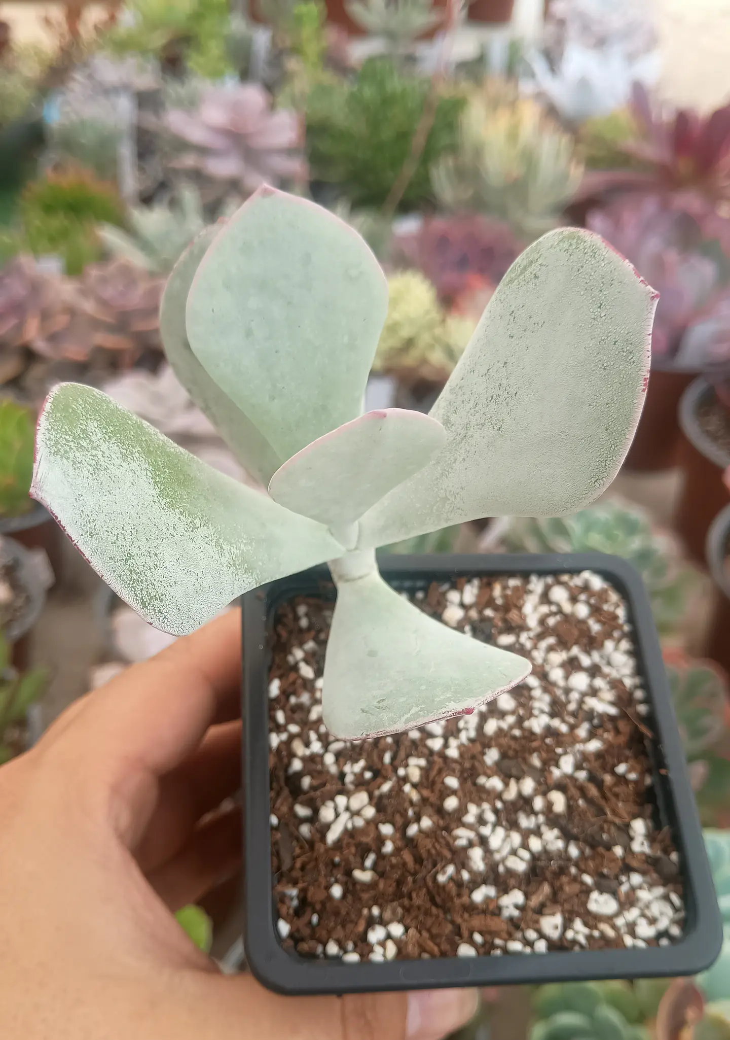 Cotyledon orbiculata 1