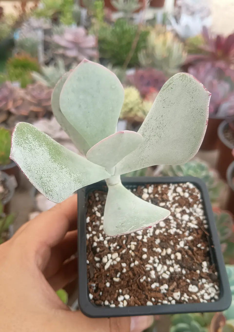 Cotyledon orbiculata 1