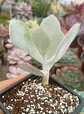 Cotyledon orbiculata - Miniatura 2