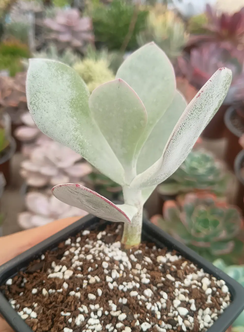 Cotyledon orbiculata 2