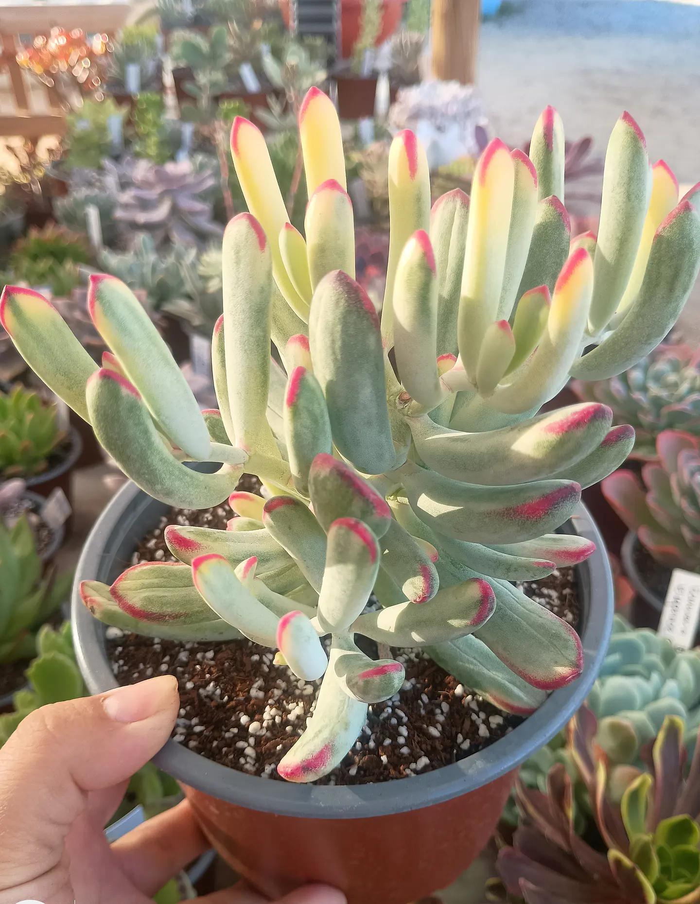 Cotyledon Flanagahnii  variegado 1