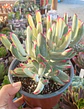 Cotyledon Flanagahnii  variegado - Miniatura 1