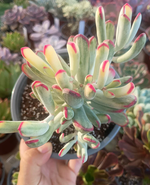 Cotyledon Flanagahnii  variegado