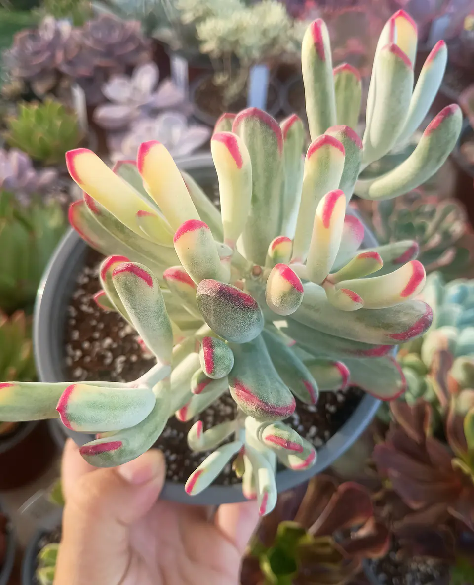 Cotyledon Flanagahnii  variegado 2